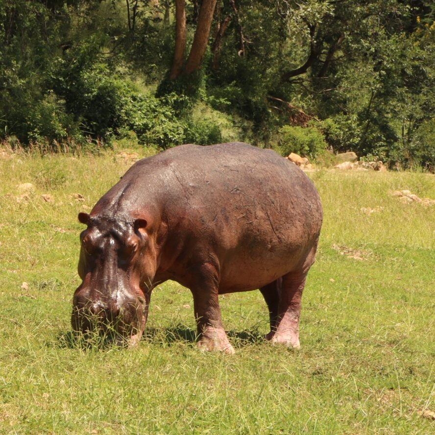 hippo picture